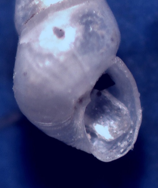 Odostomia conferma specie